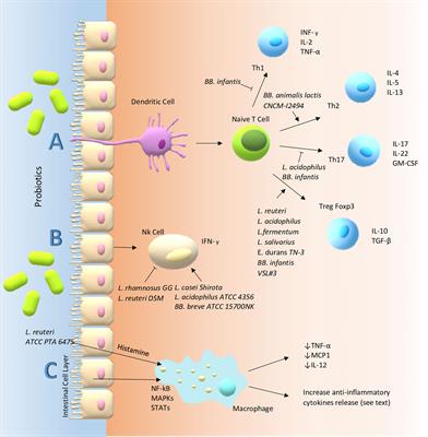 Frontiers | Anti-Inflammatory And Immunomodulatory Effects Of ...